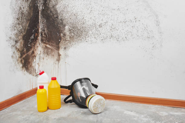 Why You Should Choose Our Mold Remediation Services in Childress, TX